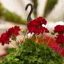 Geranium – Calliope Large Dark Red – 12″ Fiber Hanging Basket